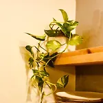 Bohemian * Кирения