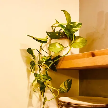 Bohemian * קיירניה