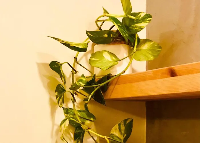 Bohemian * Kyrenia (Northern Cyprus)